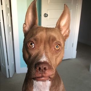 Meet your Posher, Carla